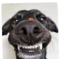 Ayinde Zulikifli (@maczulik) 's Twitter Profile