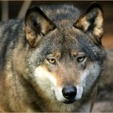 Crazy Wolf (@nudawaya) 's Twitter Profile