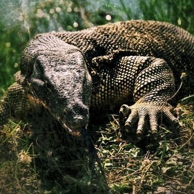 Lizard_nl Profile