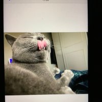 Isabel Ticeman (@iancollins14373) 's Twitter Profile