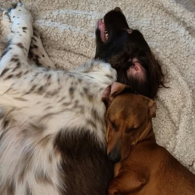 FoyleDean's profile picture. 