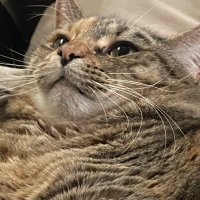 AV8 Kye (@kye5s) 's Twitter Profile
