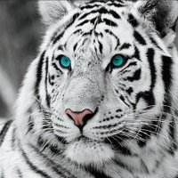 gamecat white tiger (@gamecattiger) 's Twitter Profile Photo