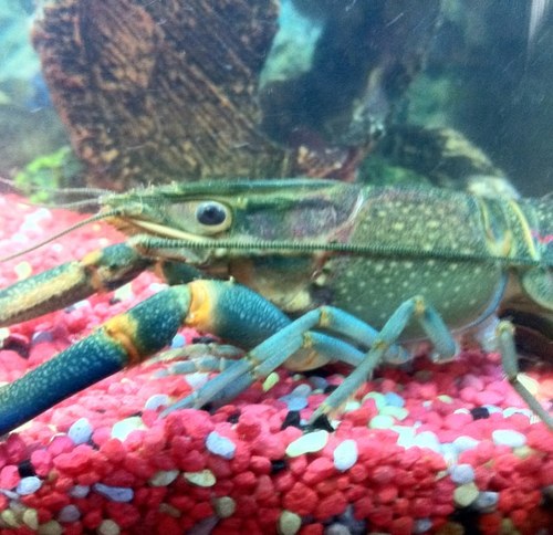 simlongy's profile picture. 