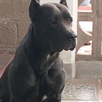 carlos Linjua (@carlosj72868358) 's Twitter Profile