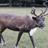 _prancer's profile image