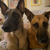 Malinois(@MiamiHarness) 's Twitter Profile Photo