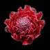 Al Cheong (@cheongalc) Twitter profile photo Al Cheong (@cheongalc) Twitter profile photo