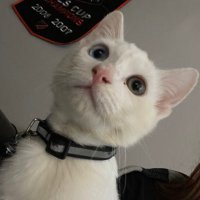 Mother of Dragons/Cats✨ (@dxdezz) 's Twitter Profile