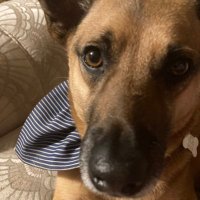 dogsaremytreasure (@loisprew) 's Twitter Profile