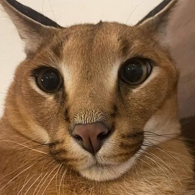 kuku !さんのプロフィール画像