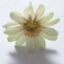 Kelly Ickes - @Novak3KI - Twitter