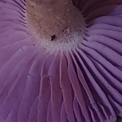 LichenTheOzarks's profile picture. Go to bed. The internet will be there tomorrow.