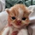 hum meatball (@hum_meatball) Twitter profile photo hum meatball (@hum_meatball) Twitter profile photo