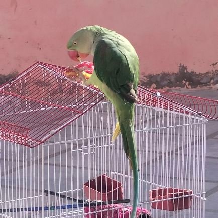 naveed03550126's profile picture. Reasoning