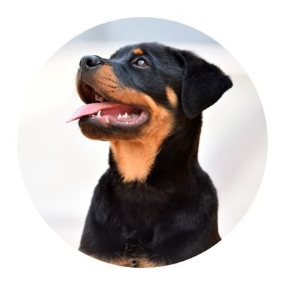 Welcome to @Rottweilersquad.
We share daily #Rottweiler contents,
Follow us if you realy love Rottweiler.