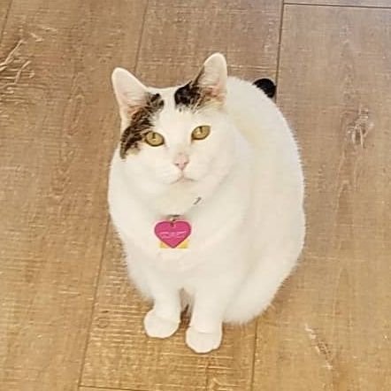 gotoicecream's profile picture. Just a grumpy trying to be a writer