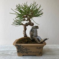 平丸@盆栽 (@hiramaru_bonsai) 's Twitter Profile