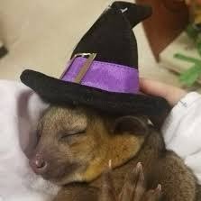 witchykinkajou Profile Picture