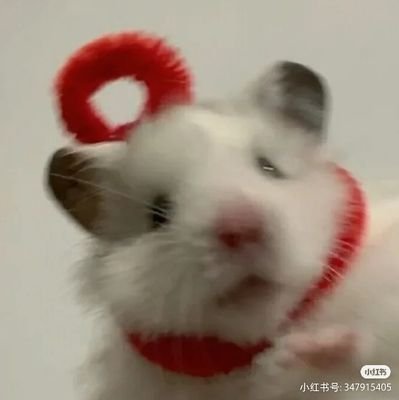 veliraさんのプロフィール画像