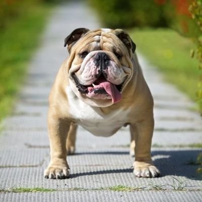 Welcome to the #Bulldog Lovers Community!
Follow us for Daily sharing #Bulldog happiness!
This page is dedicated for all #Bulldog Owners & Lovers!!