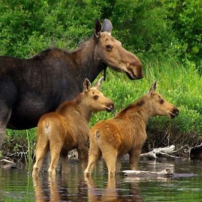 Moose4Science's profile picture. I am the hawk on the cliff / I am a tear drop of the sun