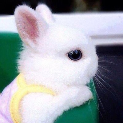 If you Love Bunny, just follow me for daily interesting post. 
DM for credit or removal Please 🐰