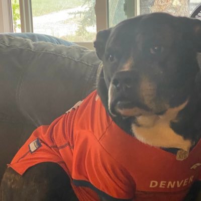 Broncos Dog, Star Trek Fan, Survival Show Junkie, Frustrated American.