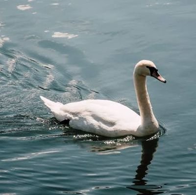 tamilkumar24's profile picture. Price action signals.