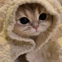 Cute Cat(@CuteCat20231) 's Twitter Profile Photo