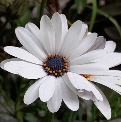 mesahararshad's profile picture. 