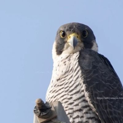 falcon_Z11's profile picture. 名古屋　50歳を超えた仕事中は少々疲れ気味のおじさんです。１８時〜と週末は元気いっぱい（笑）まずはお話からでも。(*^_^*)おじさんでもいいよーって人はいないかな。
よろしくお願いします。