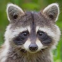 Raccoon lover club(@Raccoonlovers3) 's Twitter Profile Photo