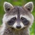 Raccoon lover club (@Raccoonlovers3) Twitter profile photo