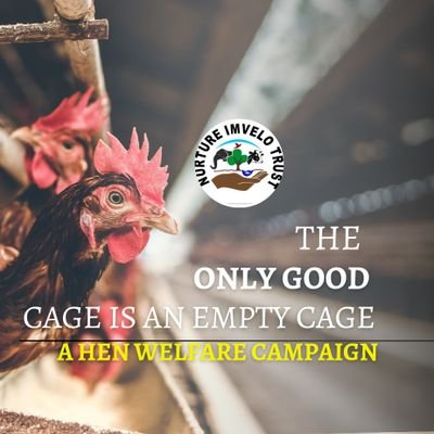 'The only good cage is an empty cage.':This is a hen welfare campaign by @nurtureimvelotrust
 #cagefreezimbabwe #FreecagedHens #StopBatteryCageCruelty