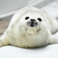 きびだんご2 (@takashiono51495) 's Twitter Profile Photo きびだんご2 (@takashiono51495) 's Twitter Profile Photo