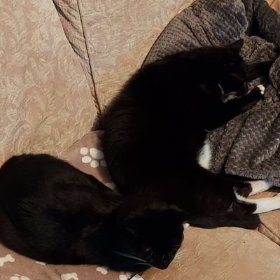 My two cats, Splodge & Tyler 🌈🌈💔, are my masters & I'm their slave . I love these two cats so much, but I do love my daughter & grandchildren a little more.
