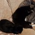 Splodge & Angel Tyler 🌈💔🌈& my hoodad/slave (@portsmouthlanes) Twitter profile photo Splodge & Angel Tyler 🌈💔🌈& my hoodad/slave (@portsmouthlanes) Twitter profile photo