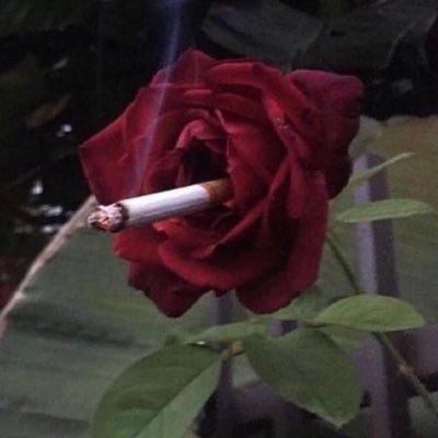 T092020's profile picture. Rum