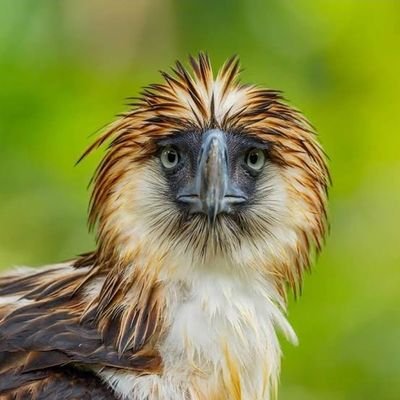 M_Paleoart's profile picture. i dont use this very much.