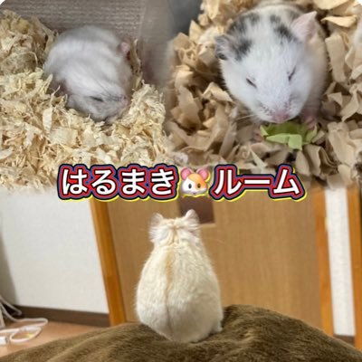 ヒロアカ好き/相互フォロー募集中😎/無言フォロー🆗/興味のあることはリツイートします😚/怪しくなければフォロバ致します。/楽天ルーム：https://t.co/qdOy3vmfDy よろしくお願い致します😊