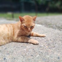 Gato Pascasio Deuteronomio 𝕏 (@gatopascasio) 's Twitter Profile Photo