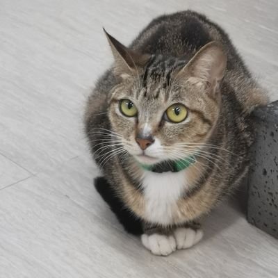 切り絵を作っています。
絵を描く。
動物が好きです。
私は写真を撮っています。
シルク版画を作ります。
※無断使用/転載禁止/AI画像の作成は禁止です