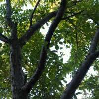 treeremarks's profile picture. Brief Remarks