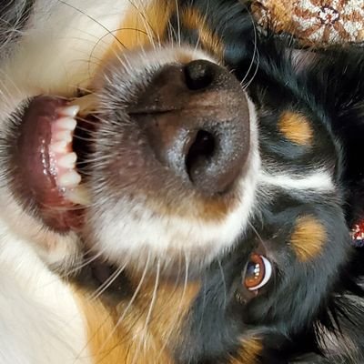 mcleish1313's profile picture. 