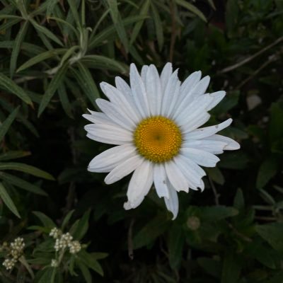 shezayaa's profile picture. things will be better ༘⋆🌷🫧💭 ⋆˙