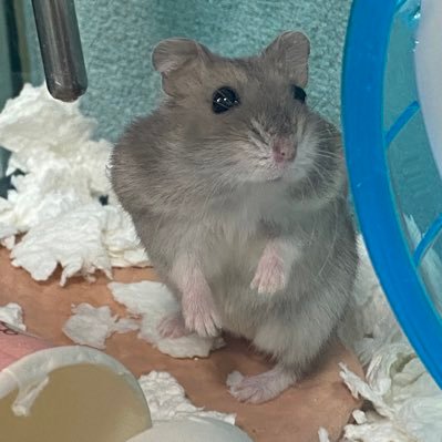 NAACHU_YG's profile picture. 