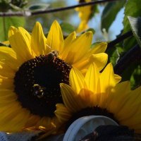 ”COMPOSTERREAU*RISTE” MimiPetite🐭👩🌾⚖☮🗺32946 (@micheben) 's Twitter Profile