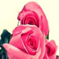 Asuman Taşcı (@asuman74858518) 's Twitter Profile