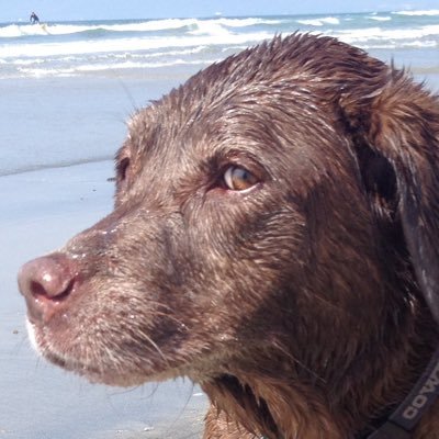 masi1957's profile picture. California Custom Home Architect.